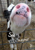 8x10 Print - Cow Smiles